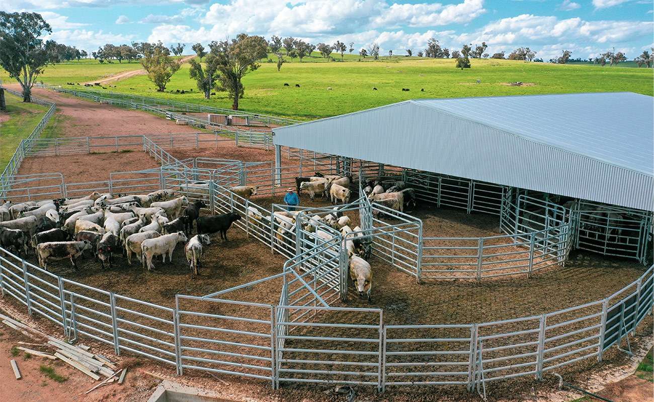 Cattle panel, sheep panel, cattle crush, sheep v race, cattle ramp
